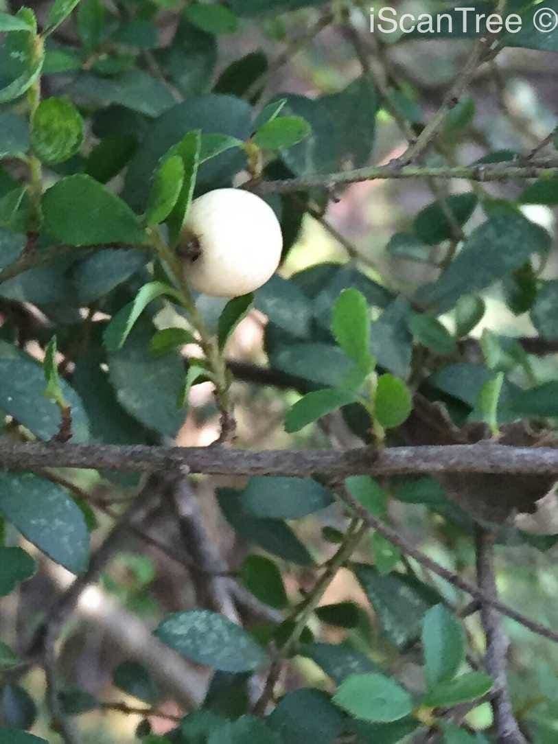 Myrsina africká 5