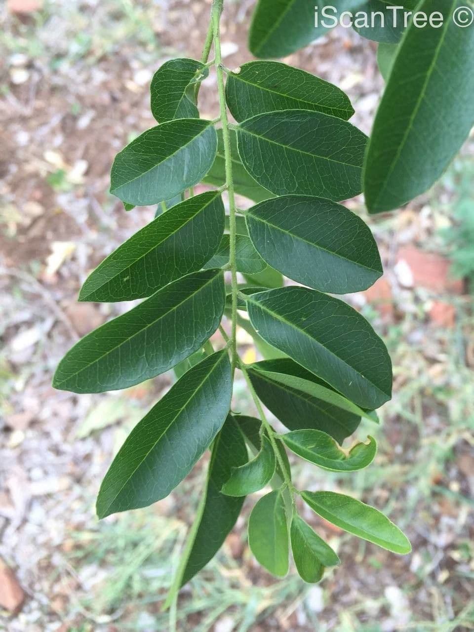 Xanthocercis 10
