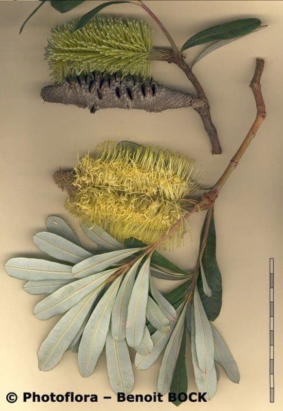 Banksia integrifolia 27