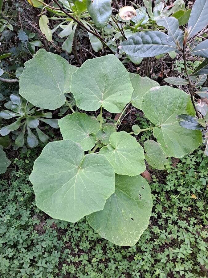 Pericallis 11