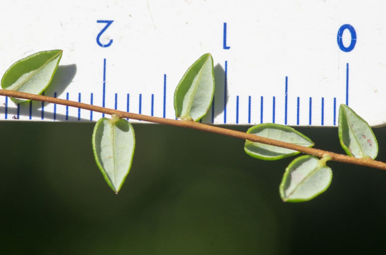 Vaccinium microcarpum 18