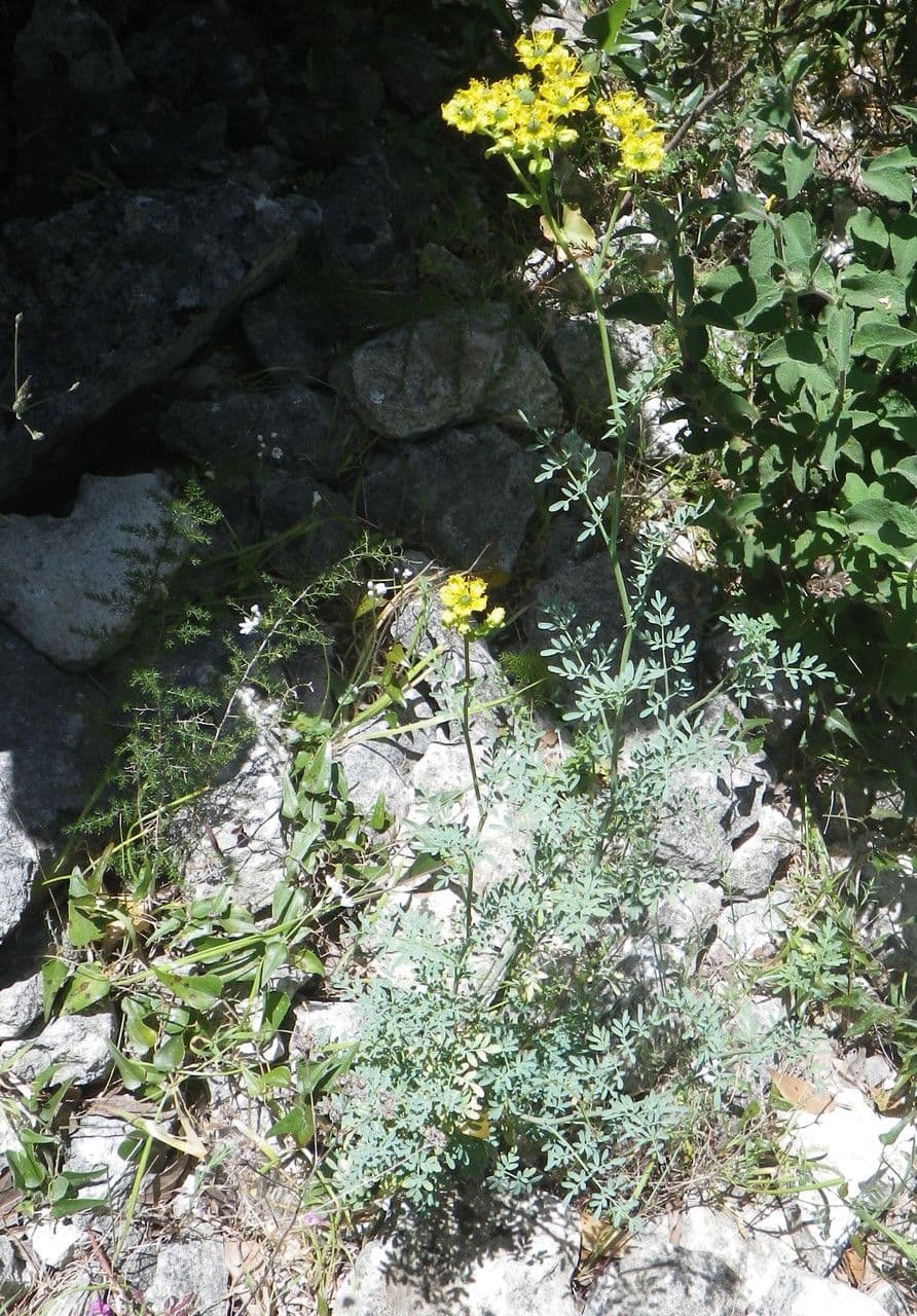 Ruta chalepska 11