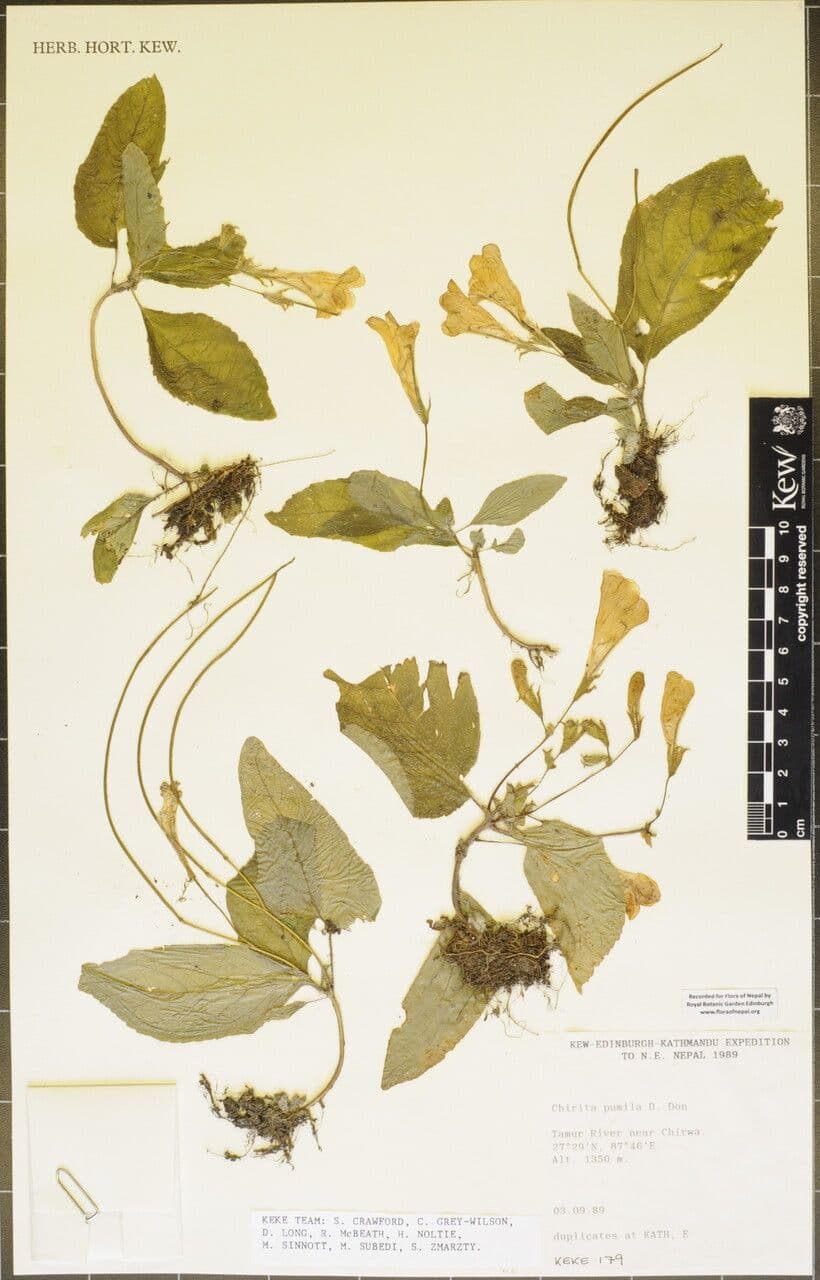 Henckelia 9