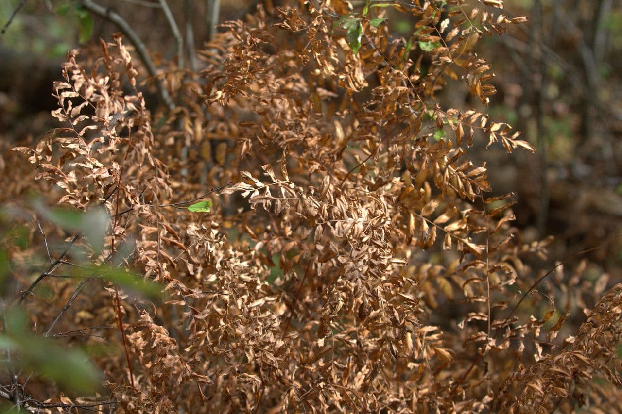 Długosz królewski 21