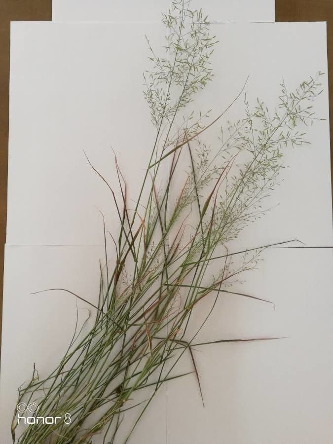 Eragrostis mexická