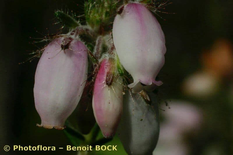 Glocken-Heide 22