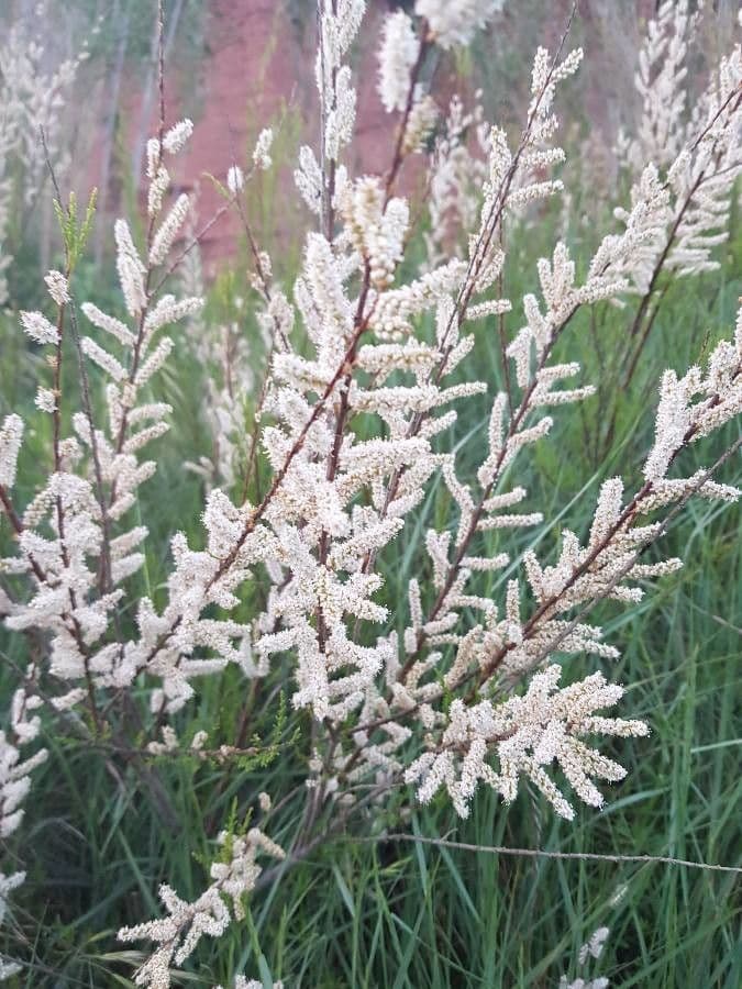 Kanaren-Tamarisk 8