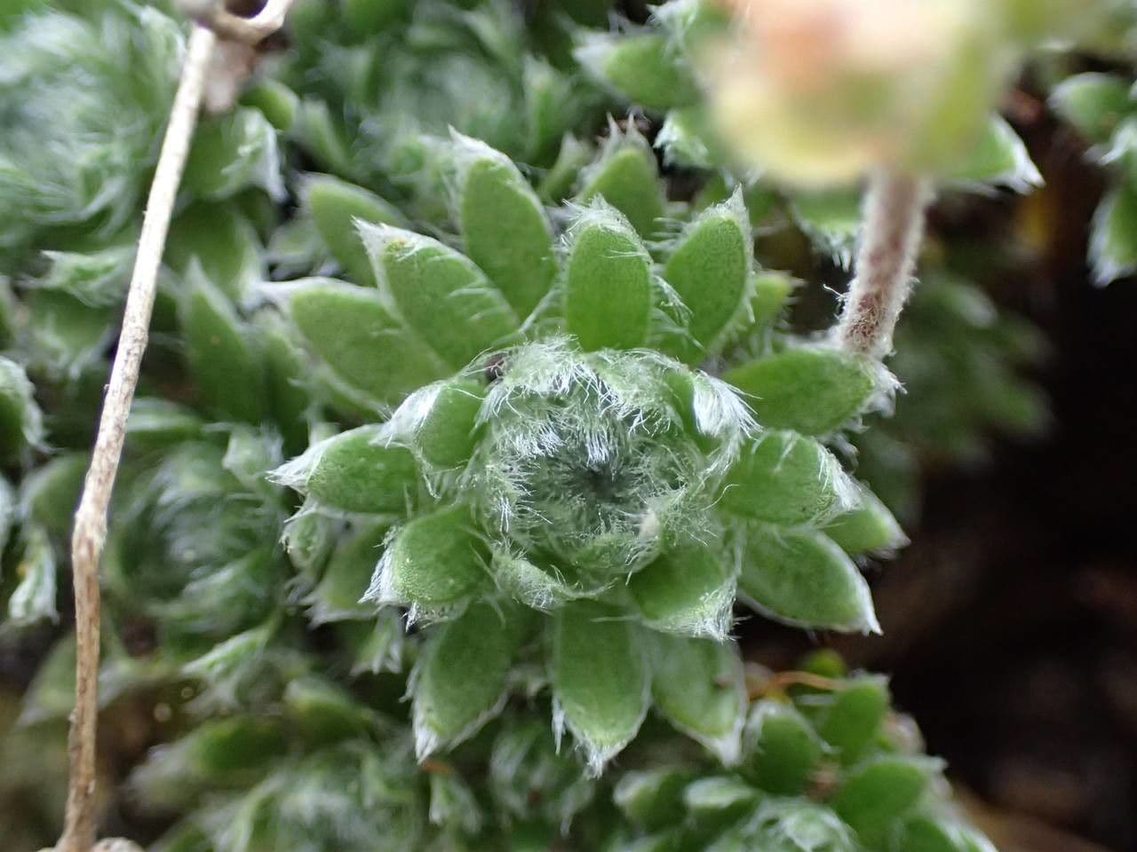Pochybek