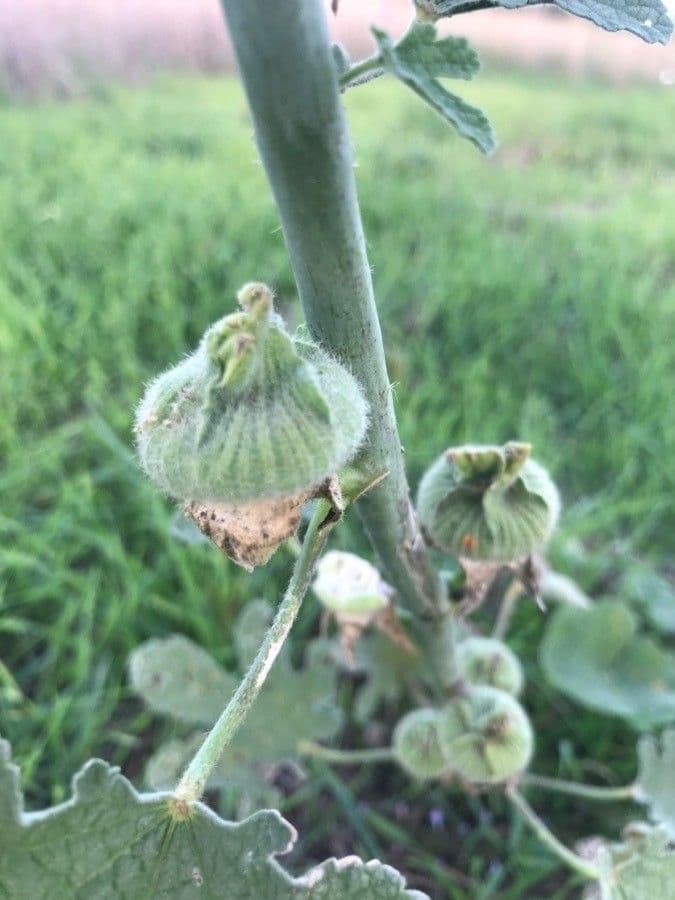 Malva