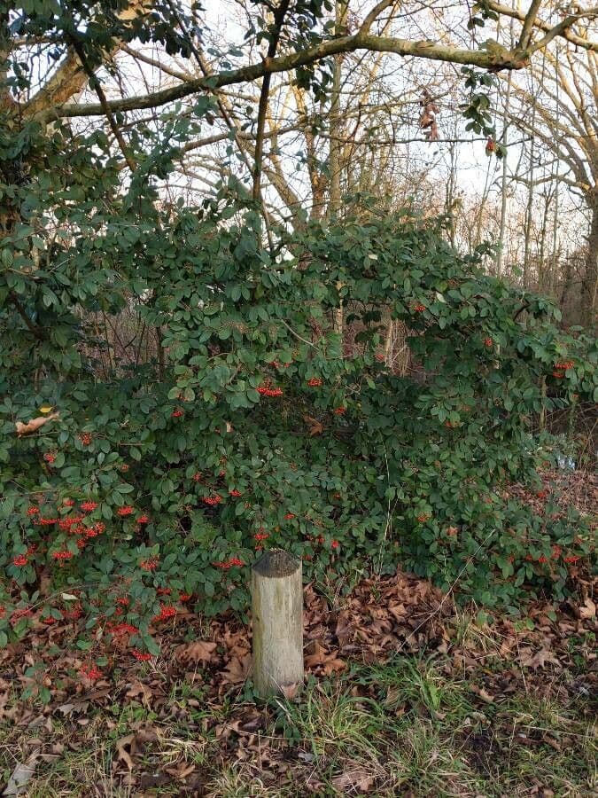 Cotoneaster 12