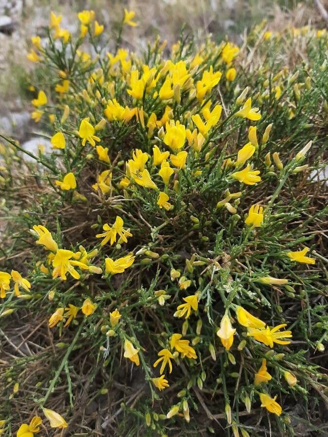 Gorse 15