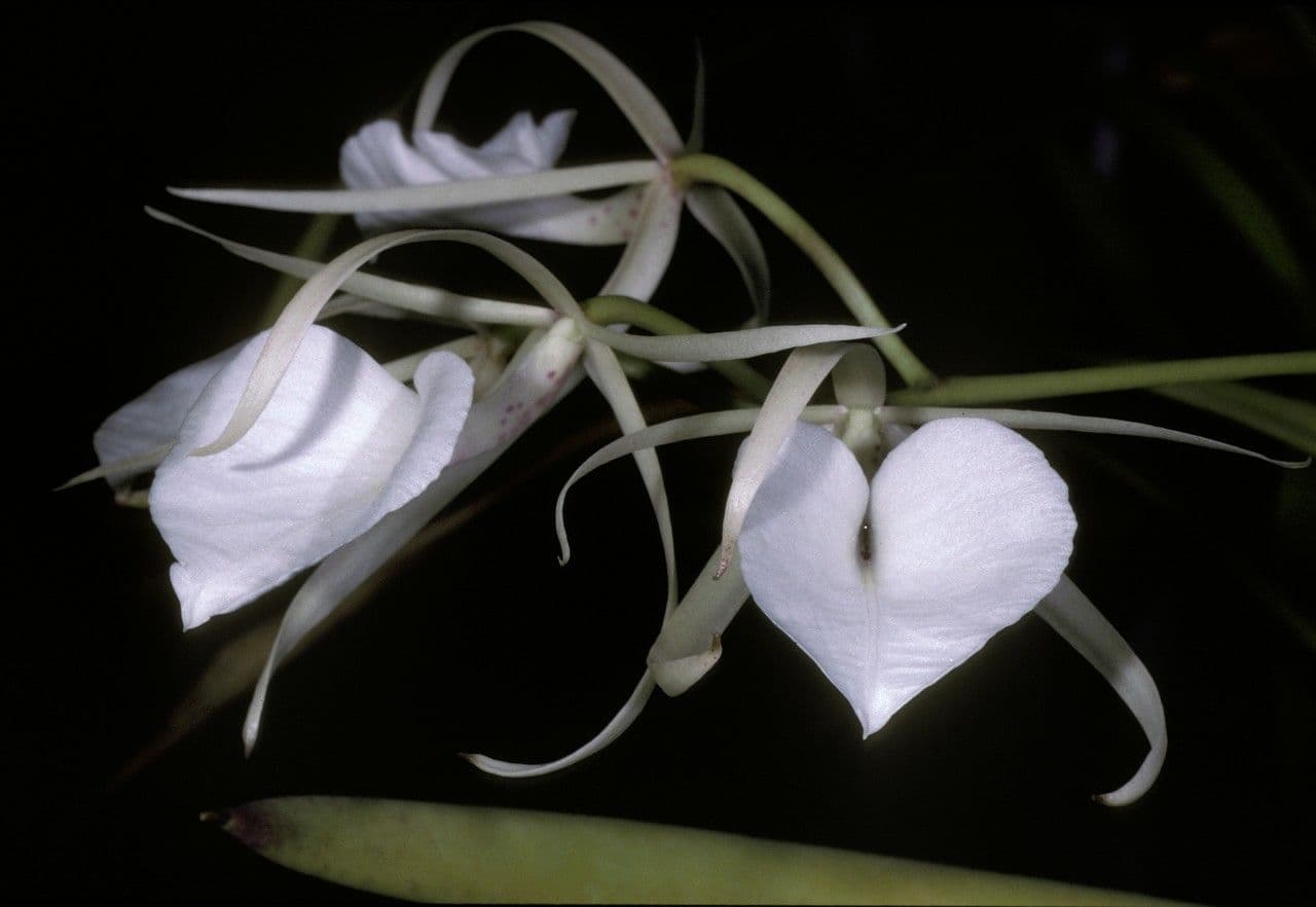 Brassavola