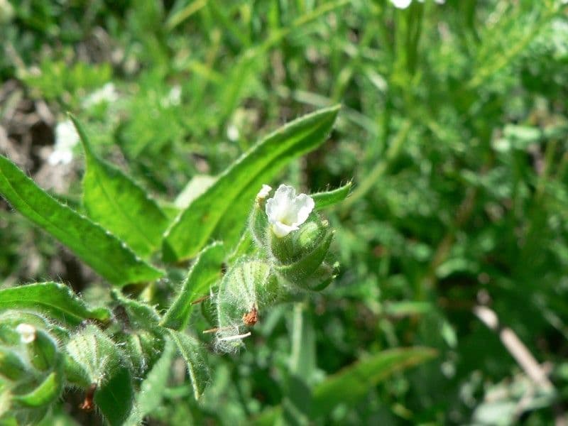 Nonea 18