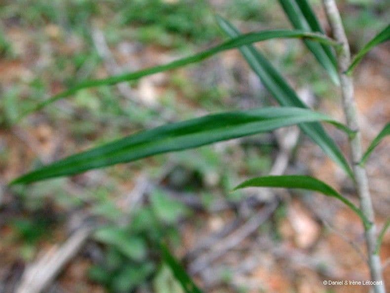 Freycinetia 8