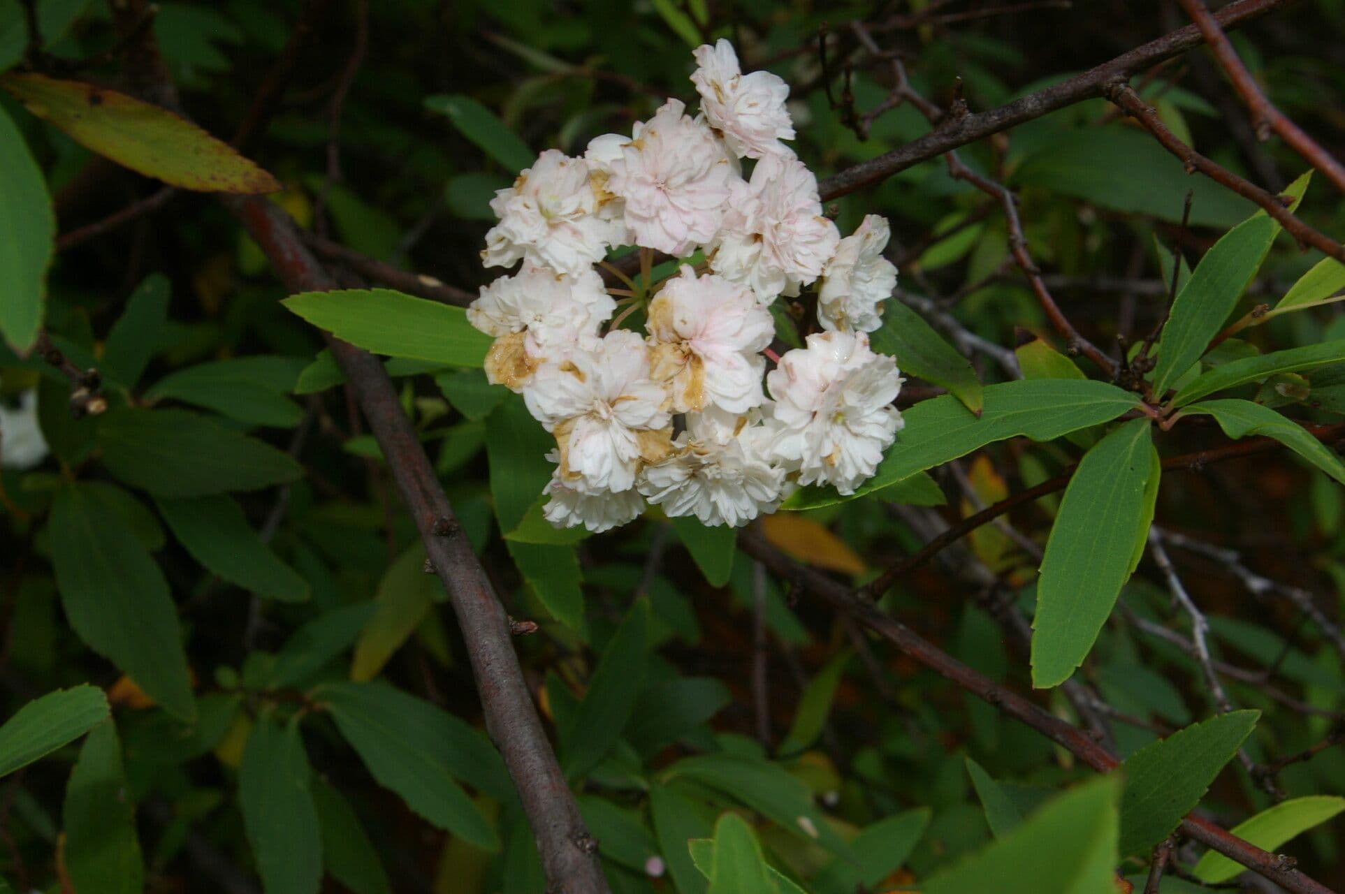 Ceanothus 5
