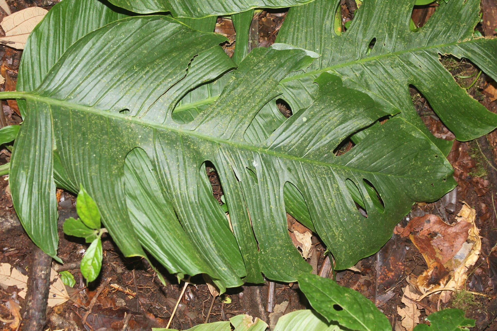 Berg-Monstera 3