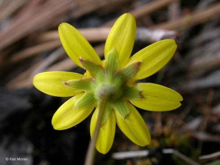 Crocidium multicaule 7