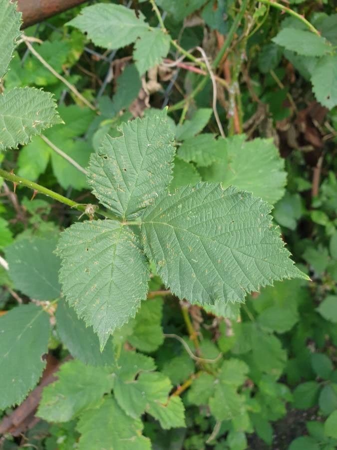 Bereifte Brombeere 19