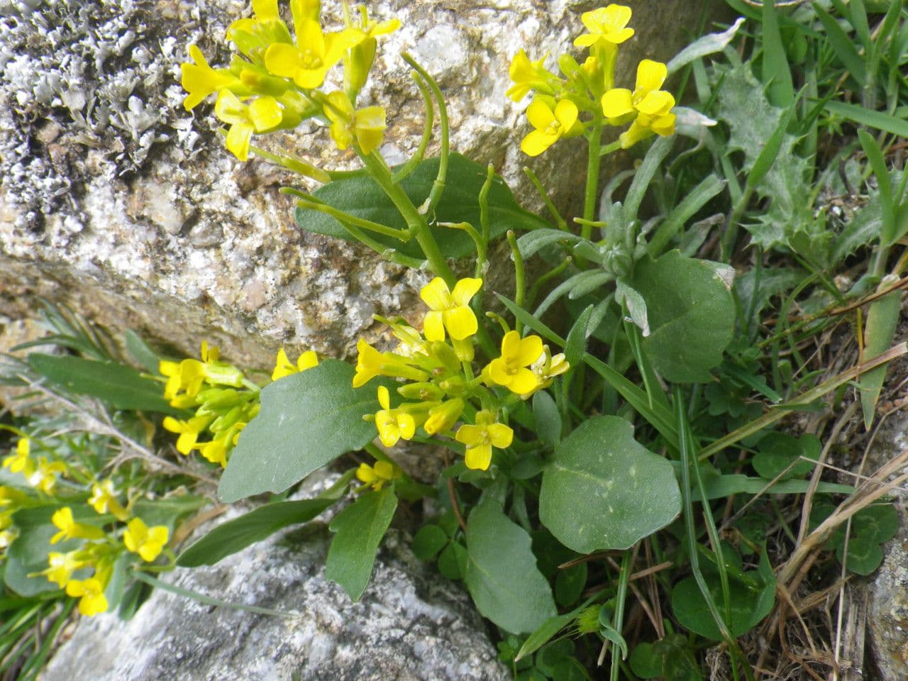 Barbareakresse 8