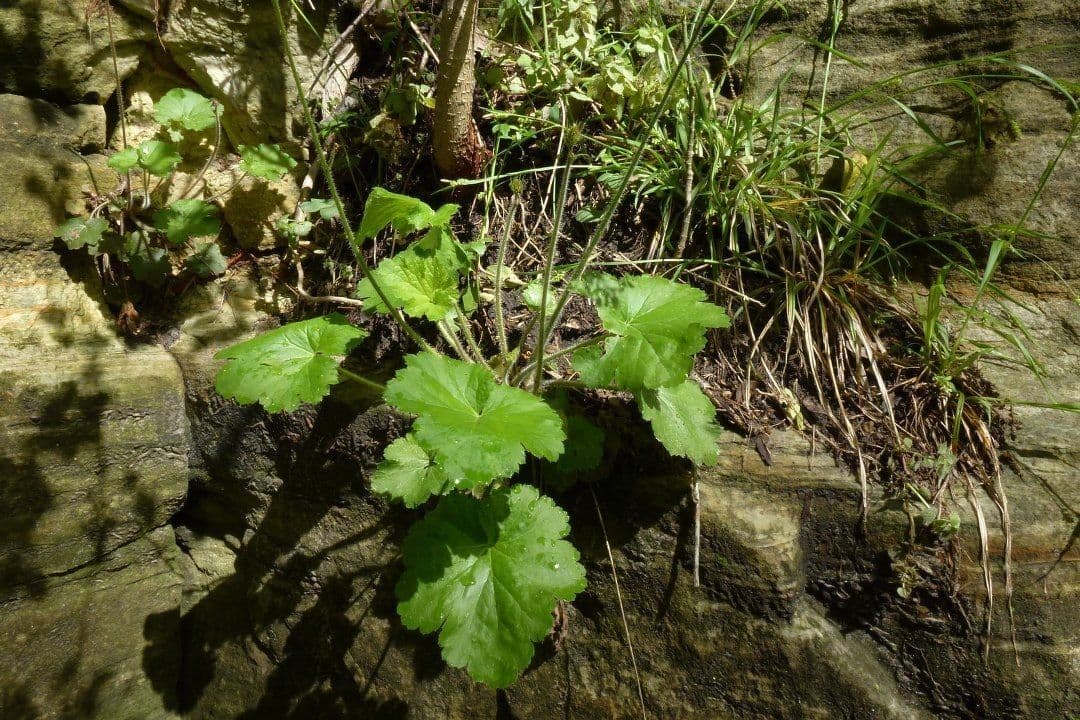 Heuchère de Richardson 9