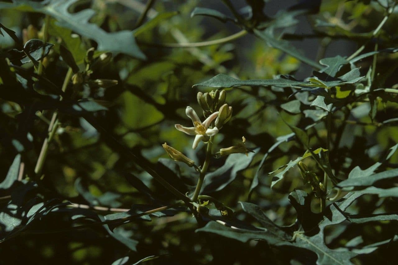 Walker's manioc