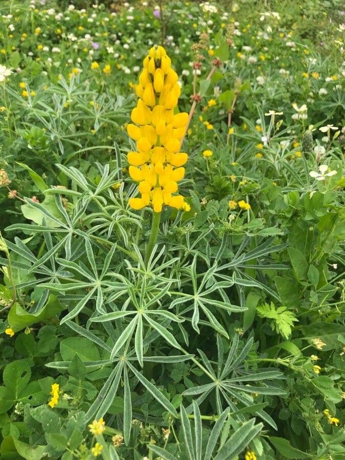 Gelbe Lupine 17
