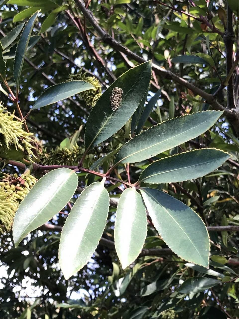 Butterlöffelbaum 12