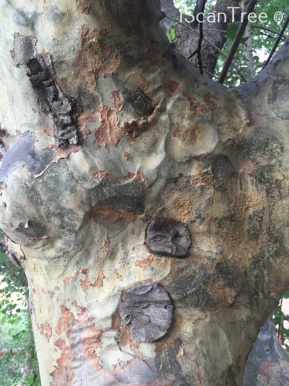 Sterculia 21