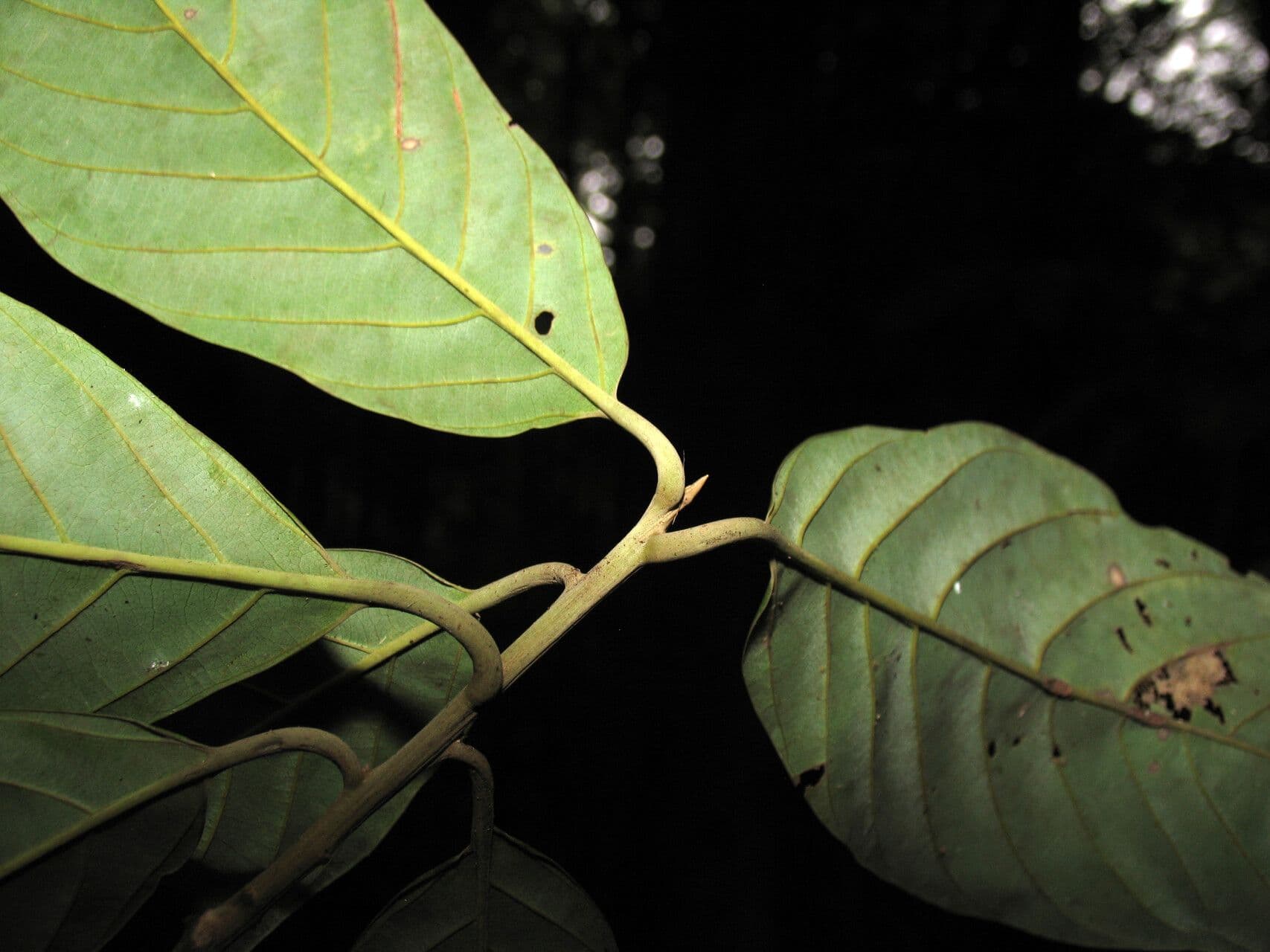 Rhodostemonodaphne 5