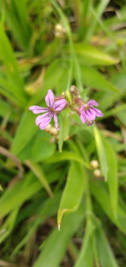 Cuphea