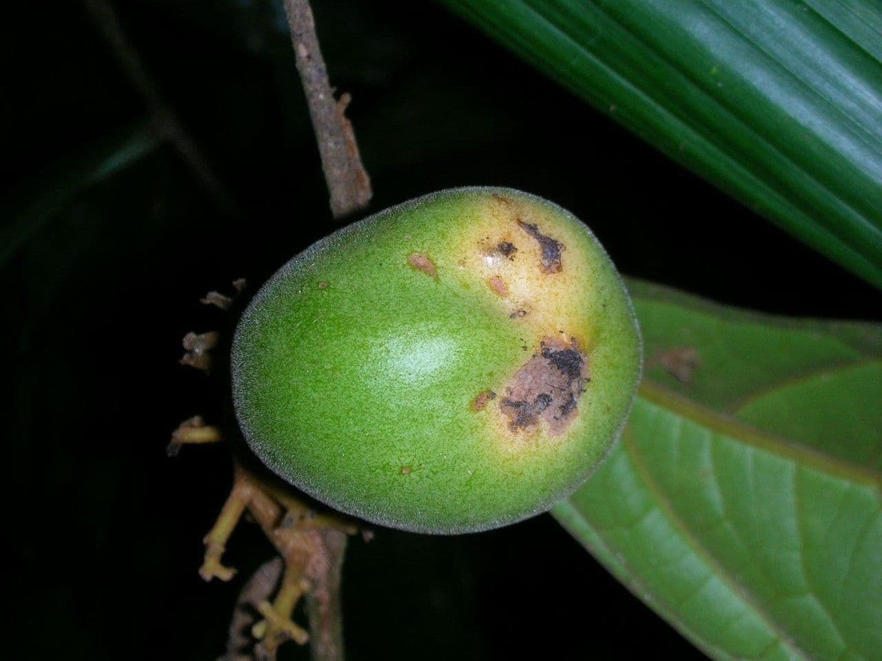 Leretia 2