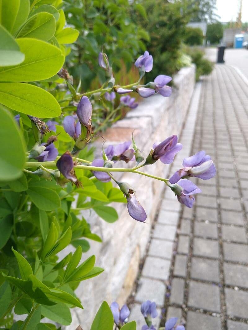 Baptisia 6