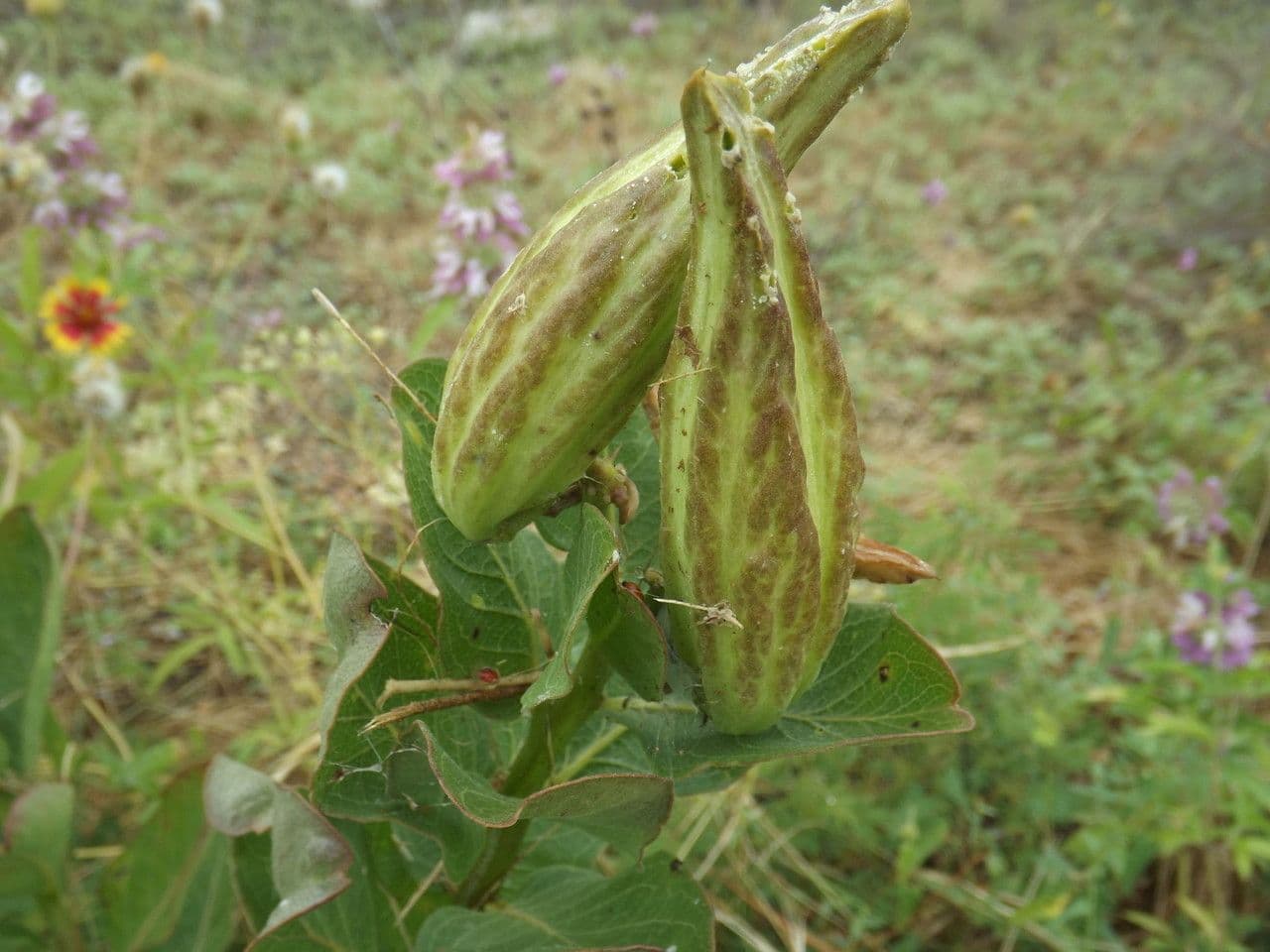 Asclepias viridis