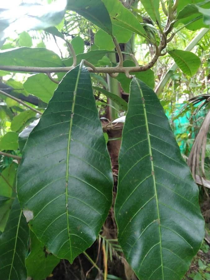 Wild cashew 4