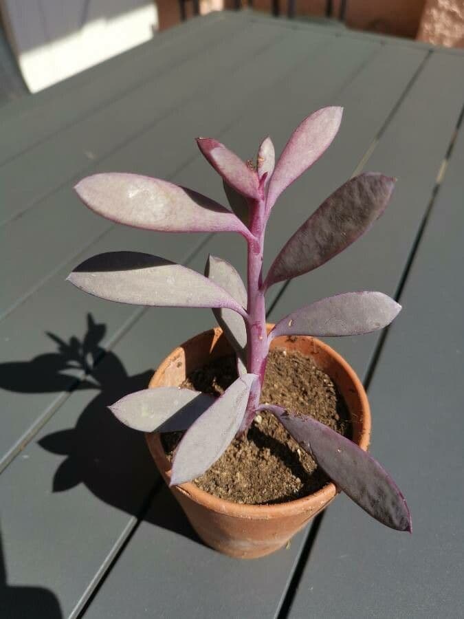 Senecio crassiflorus 8