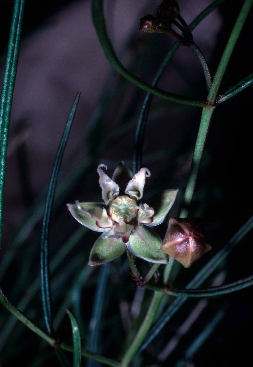 Asclepias 2