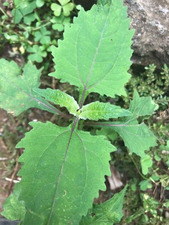 Sigesbeckia orientalis 17