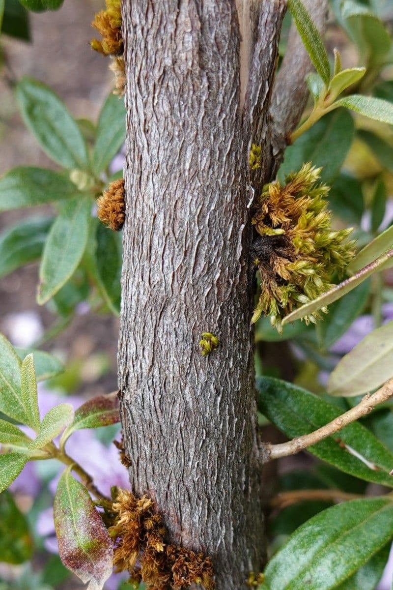 Rododendro 20