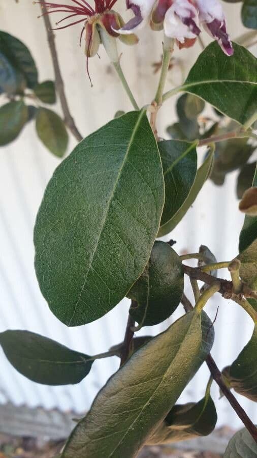 Feijoa 21