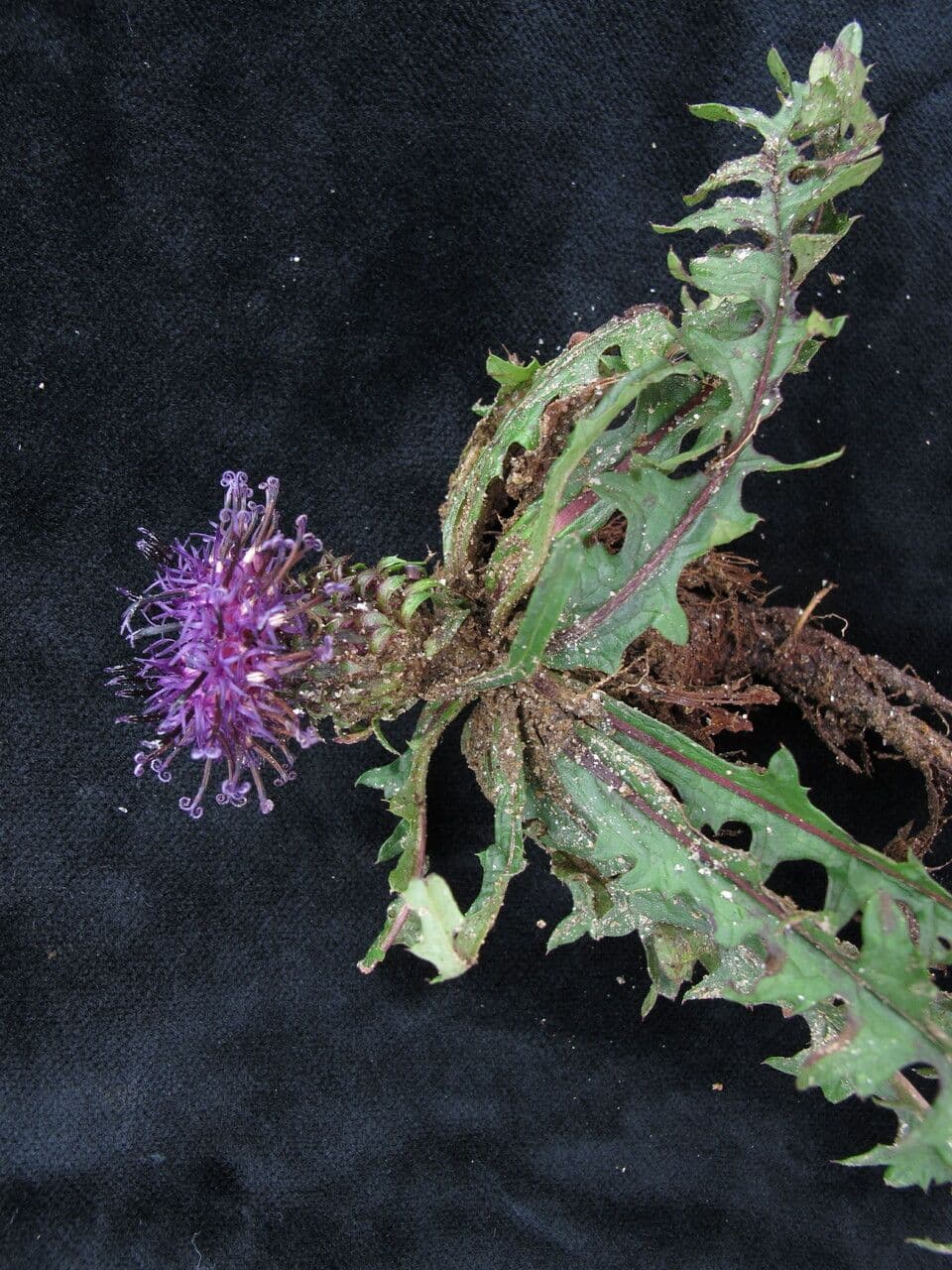 Saussurea leontodontoides 2