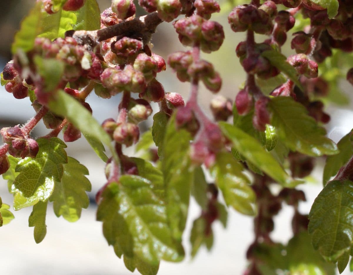 Zelkova cretese 5