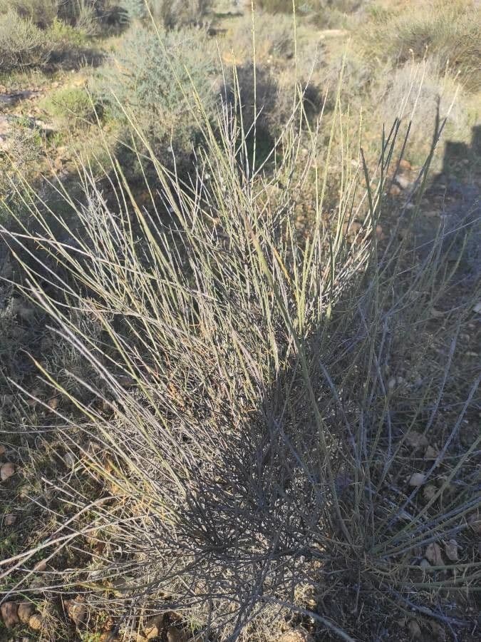Rhamnus 18