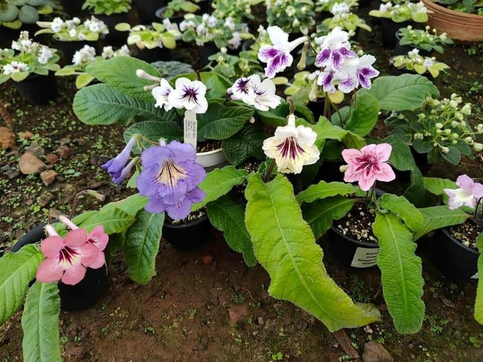 Primula del Capo