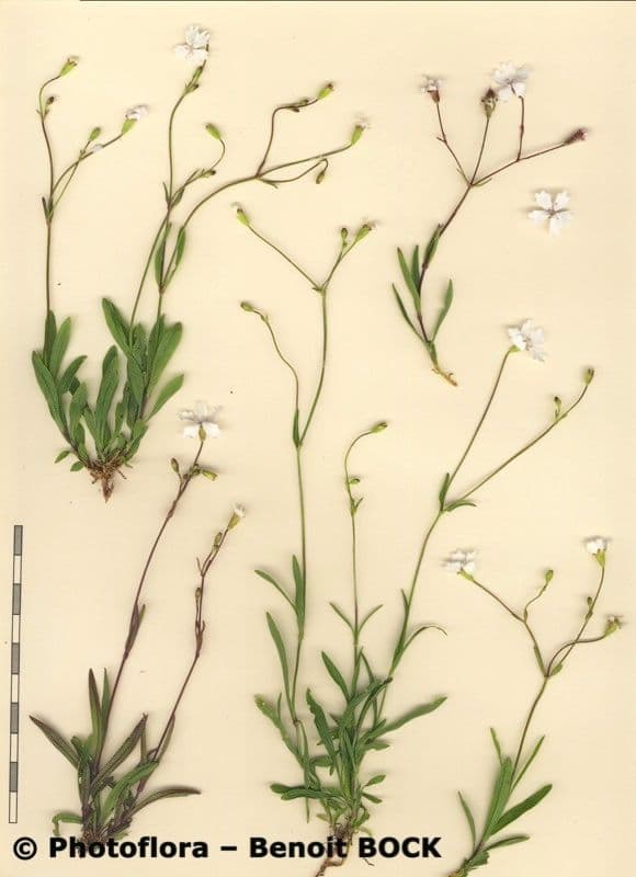 Silene 16
