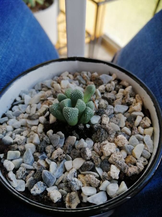 Titanopsis