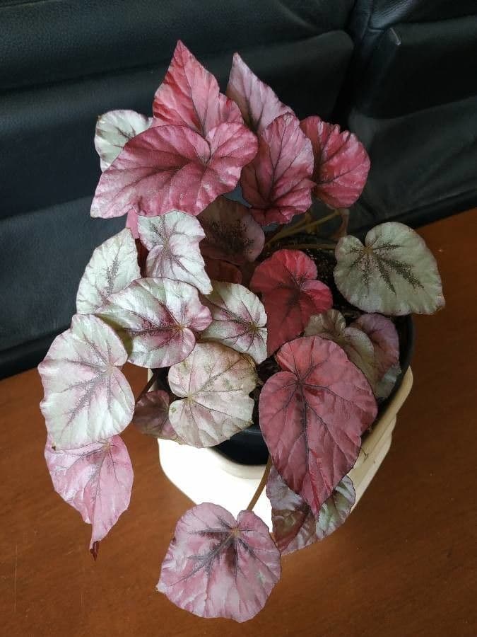 Begonia rex 14