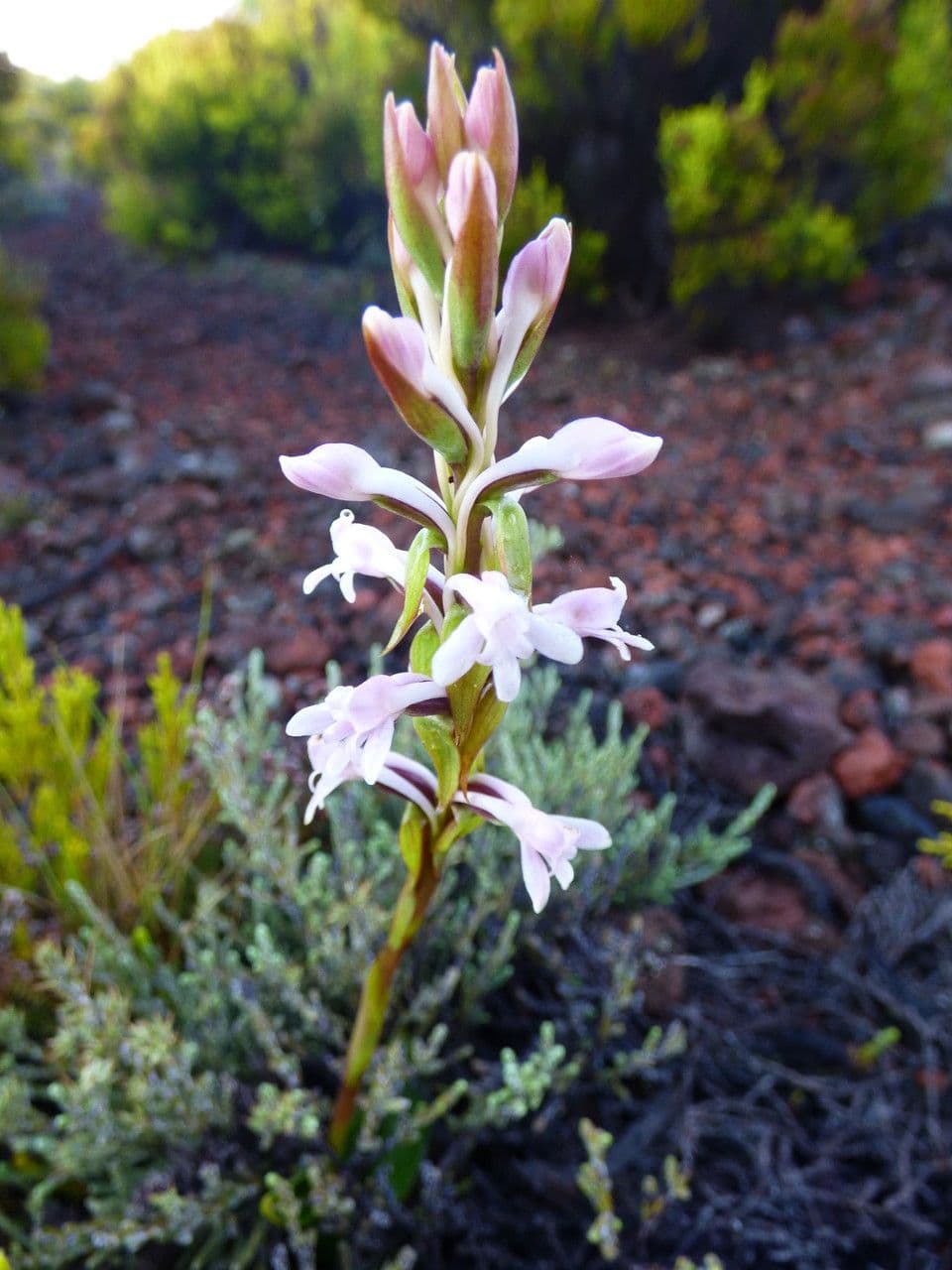 Satyrium 3