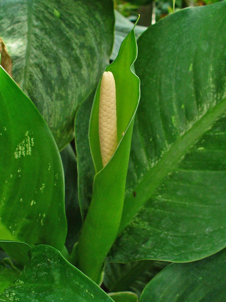 Dieffenbachia 8