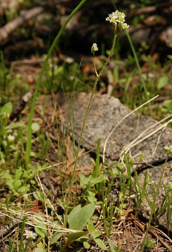Saxifrage de nidification 3