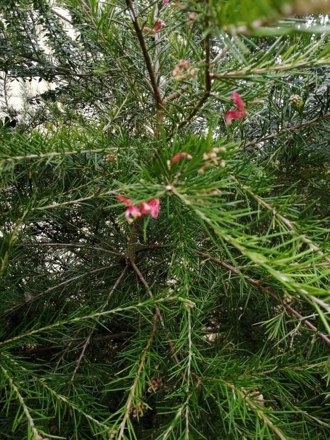 Rosmarinblättrige Grevillea 19